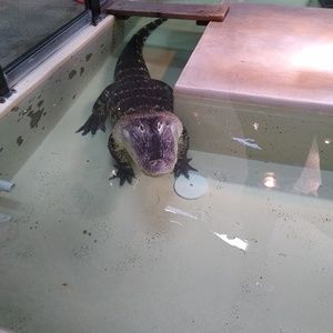 Meet your Posher, Constance